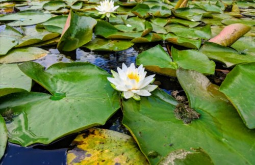 A serene pond filled with large green lily pads and a single white water lily in bloom.