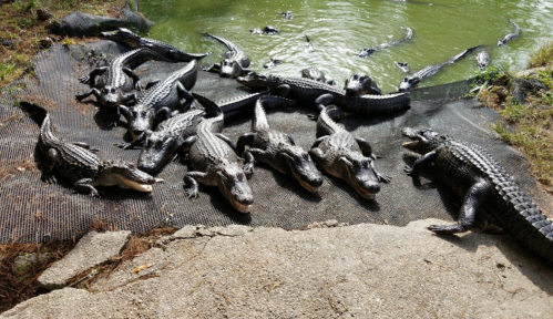 A group of alligators resting on a mat near a green pond.