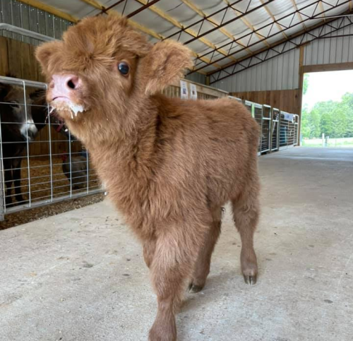 A fluffy brown calf stands in a barn, with wooden stalls and a concrete floor in the background.