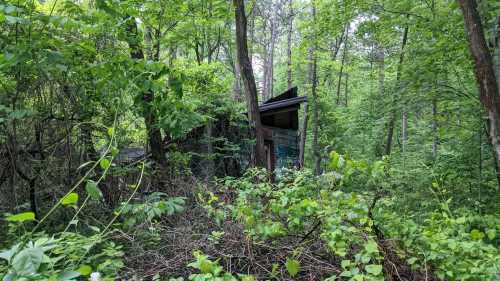 An abandoned structure partially hidden by dense green foliage in a forested area.