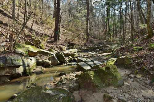 A serene forest scene featuring a rocky creek surrounded by trees and underbrush in a natural setting.