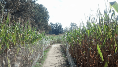 A pathway through tall corn plants, bordered by fencing, under a bright sky with scattered clouds.