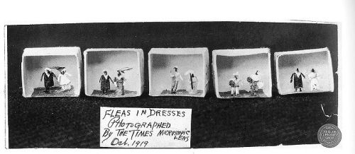 Five tiny figures of fleas dressed in various outfits, displayed in small boxes with a label below.