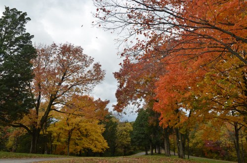 A scenic view of trees with vibrant autumn leaves in shades of orange and yellow under a cloudy sky.