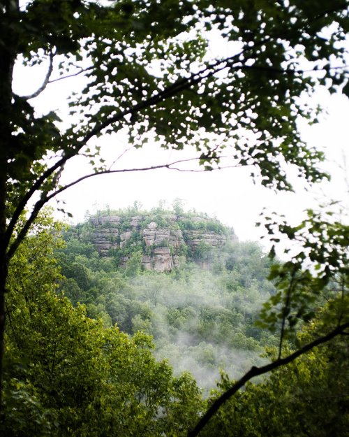 A misty landscape featuring a rocky outcrop surrounded by lush green trees and foliage.