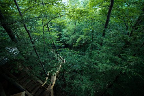 A winding wooden staircase surrounded by lush green trees in a dense forest.