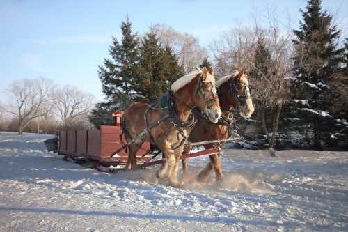 Two horses pull a wooden sled through a snowy landscape, surrounded by trees under a clear blue sky.