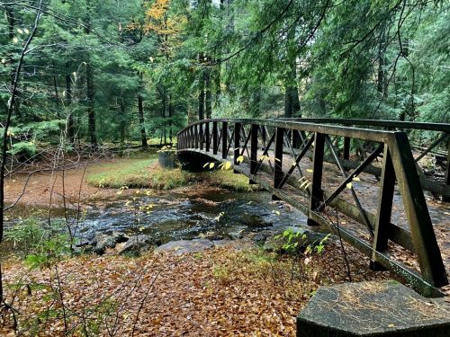 A wooden bridge spans a small stream in a lush, green forest with autumn leaves scattered on the ground.