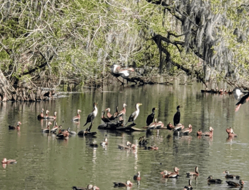 A variety of birds, including cormorants and ducks, gathered on a calm water surface surrounded by greenery.