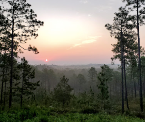 A serene landscape of tall trees silhouetted against a hazy sunset in a misty forest.