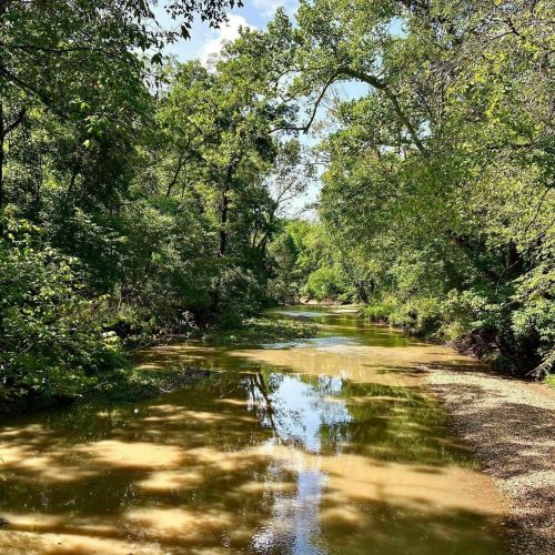 A serene river flows through a lush, green forest, reflecting the trees and blue sky above.