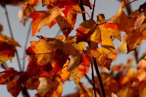 Colorful autumn leaves in shades of red, orange, and yellow against a clear blue sky.