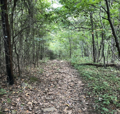 A rocky trail winding through a lush green forest with dense trees on either side.