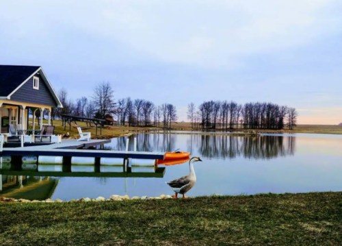 A serene lakeside scene with a house, a dock, and a duck by the water, surrounded by trees and a cloudy sky.
