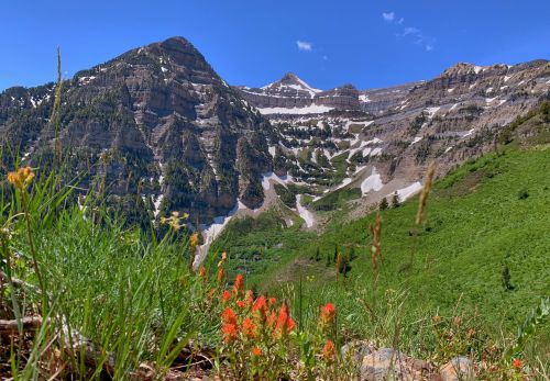 A scenic mountain landscape with green meadows and vibrant orange wildflowers under a clear blue sky.