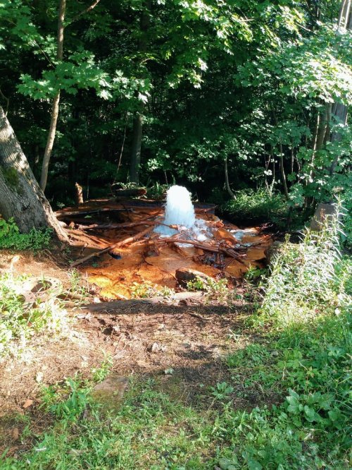 A small natural spring with bubbling water surrounded by trees and earthy ground, creating a serene forest scene.