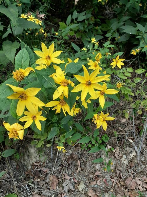 A cluster of bright yellow flowers surrounded by green leaves in a natural setting.