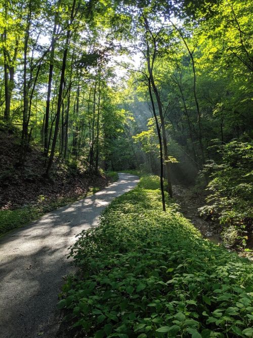 A winding path through a lush green forest, with sunlight filtering through the trees.