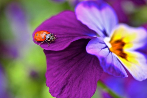 A close-up of a ladybug on a vibrant purple flower petal, with soft-focus flowers in the background.