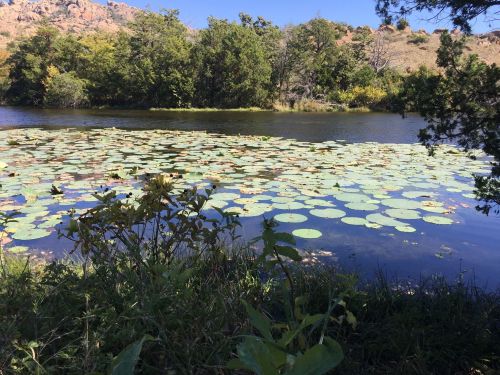 A serene pond covered with lily pads, surrounded by trees and rocky hills in the background.