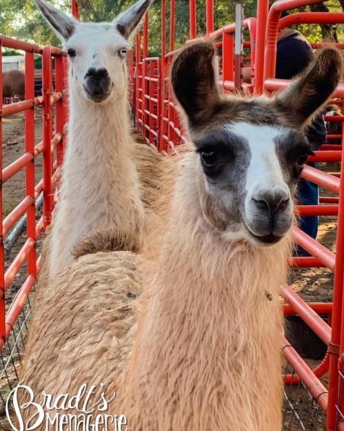 Two llamas stand close together in a pen, with red fencing and people in the background.