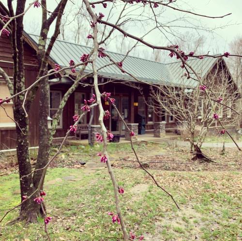 A branch with pink buds in the foreground, with a rustic building and bare trees in the background on a cloudy day.