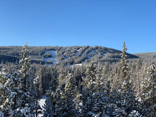 Snow-covered trees in a winter landscape with ski trails visible on a distant mountain under a clear blue sky.