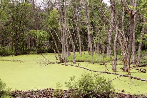 A serene wetland scene with green algae covering the water and bare trees surrounded by lush greenery.