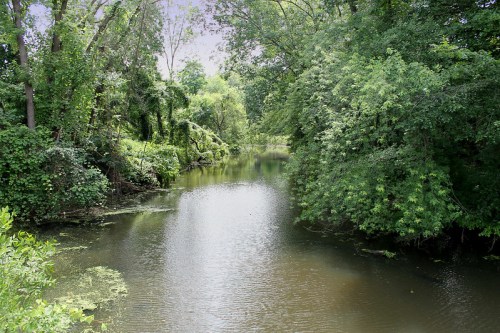 A serene river surrounded by lush green trees and foliage, reflecting the peaceful natural landscape.