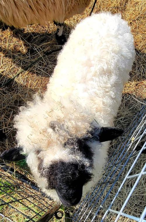A fluffy white sheep with a black face and ears, standing on straw in a farm setting.