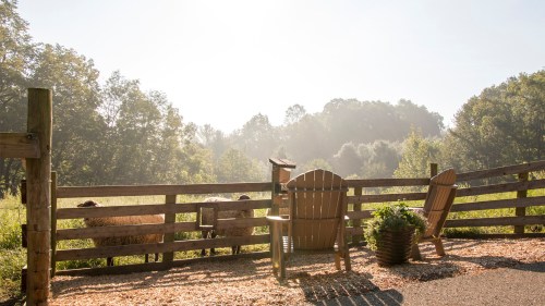 A serene morning scene with two wooden chairs by a fence, overlooking a misty field and grazing sheep.