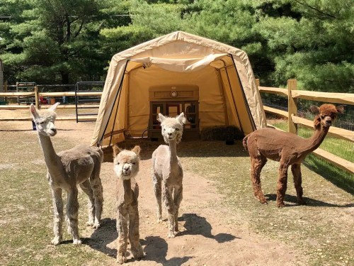 Four alpacas stand in front of a tan shelter, surrounded by greenery and a wooden fence.