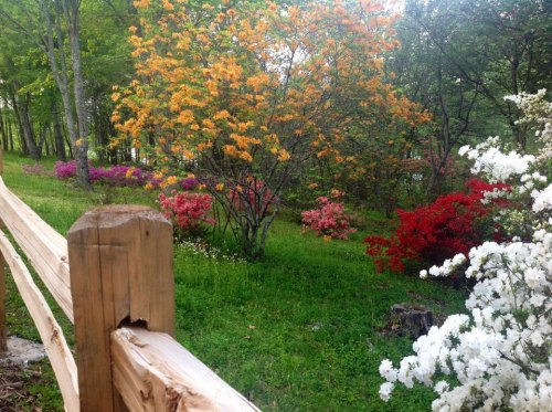 A vibrant garden with blooming flowers in shades of orange, pink, red, and white, bordered by a wooden fence.