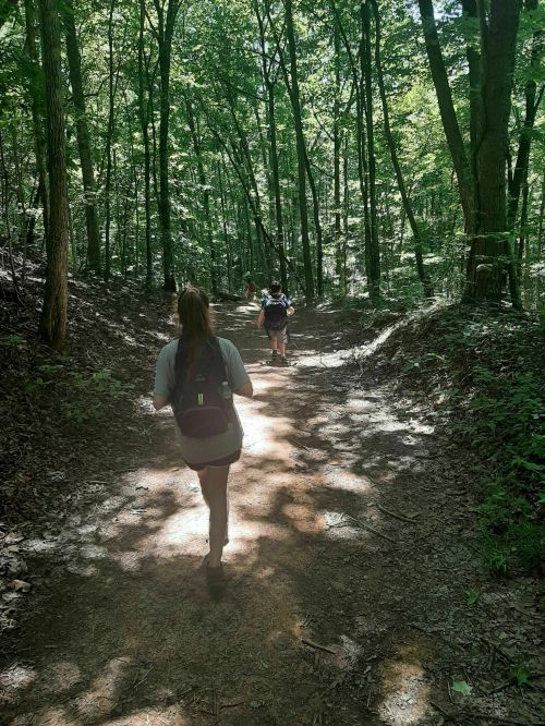 A group of people walking on a sunlit trail through a lush green forest.