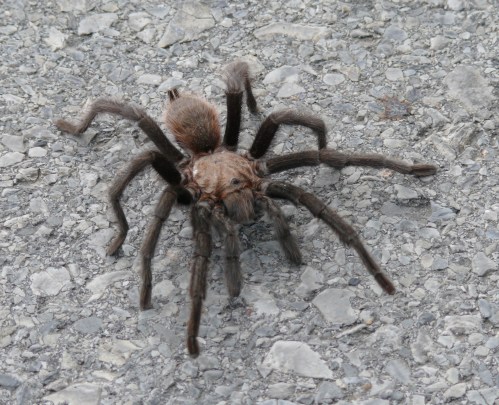 A large tarantula with brown fur and long legs crawls on a gravel surface.