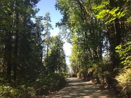A serene forest path lined with trees, leading to a glimpse of water in the distance under a clear blue sky.