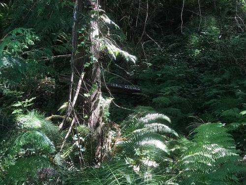 A sunlit forest scene with ferns and a sign partially obscured by trees, indicating a trail or area.