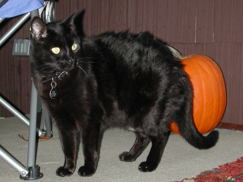A black cat stands beside a pumpkin, with its back partially turned, showcasing its shiny fur and bright green eyes.