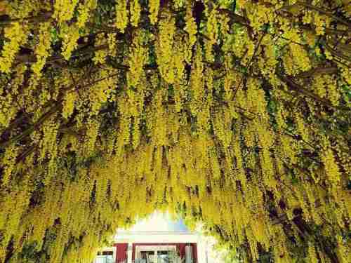 A vibrant canopy of cascading yellow flowers creates a stunning natural archway.