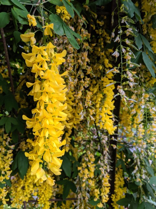 A close-up of vibrant yellow flowers hanging in clusters against a backdrop of green leaves.