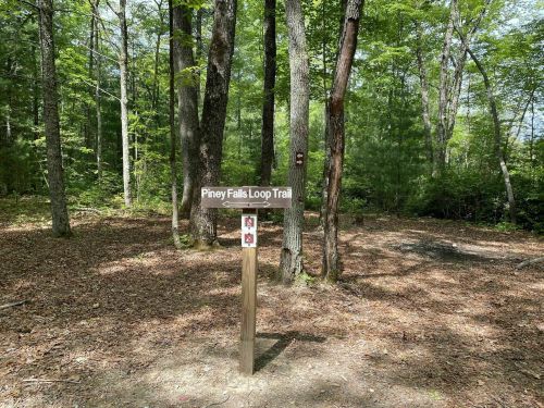 Sign for Piney Falls Loop Trail surrounded by trees in a wooded area with a leaf-covered ground.