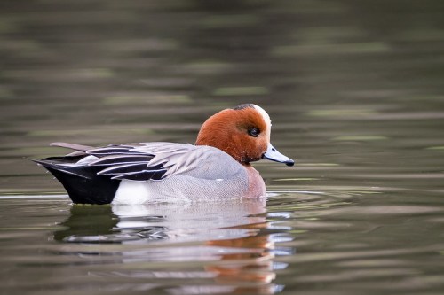 A duck with a reddish-brown head and gray body swims gracefully on calm water.