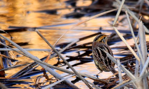 A small bird stands among reeds by a shimmering water surface, reflecting warm colors of the sunset.