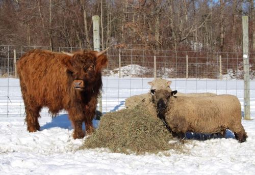 A fluffy Highland cow stands beside two sheep eating hay in a snowy field. Trees are visible in the background.