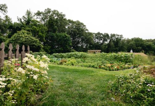 A lush garden with vibrant flowers and vegetables, surrounded by greenery and trees under a cloudy sky.