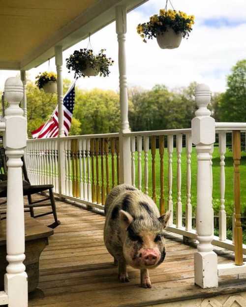 A pig stands on a porch with hanging flower pots and an American flag in the background, surrounded by greenery.