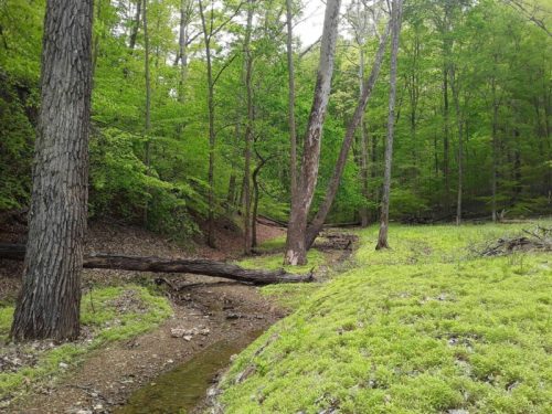 A serene forest scene with tall trees, lush green foliage, and a small stream running through a mossy area.