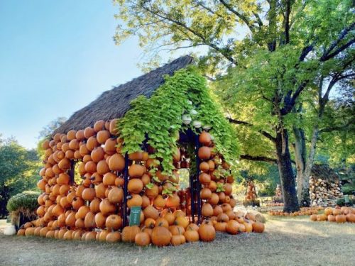 A whimsical pumpkin house adorned with pumpkins and greenery, surrounded by trees in a sunny outdoor setting.