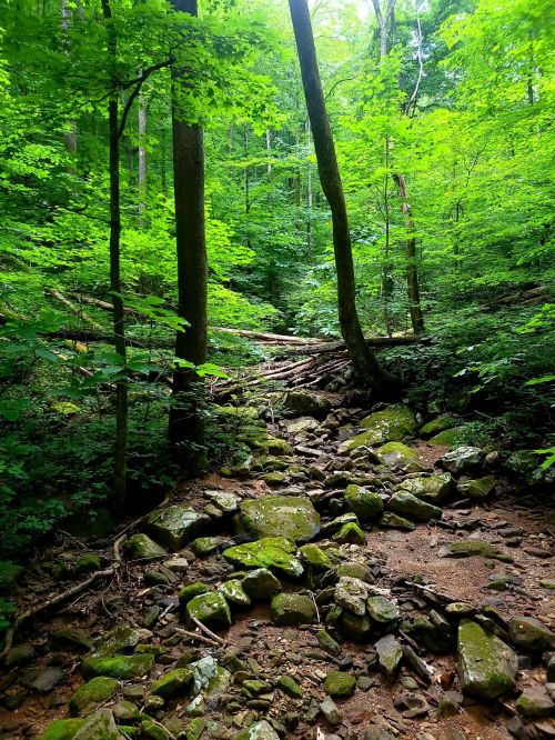A lush green forest with tall trees and a rocky, moss-covered path leading through the undergrowth.
