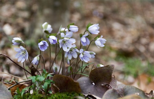 A cluster of delicate purple flowers blooming among fallen leaves in a forest setting.
